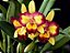 Blc. Shinshiang Diamond 'Tai Young' - Adulta - Imagem 1