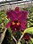 Blc. (Chia Lin "New City" X Sanyung Ruby) - Adulta - Imagem 1