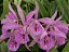 Bc. Maikai Mayumi - Adulta (cuia) - Imagem 1