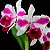 Lc. Remo Prada 'Crown' - Adulta - Imagem 1