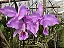 Cattleya Warneri - Tamanho 3 - Imagem 1