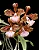 Cattleya Velutina - Tamanho 3 (Pote 10) - Imagem 1