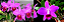 Cattleya (Labiata Rubra x Pumitans) - Tamanho 3 (Pote 10) - Imagem 1