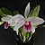 Laelia Purpurata Vinicolor Estriata - Adulta - Imagem 1
