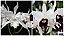 Laelia (Lobata Alba x Purpurata Roxo Violeta) - Pré Adulta - Imagem 1