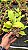 Stanhopea Tigrina Nigroviolacea - Pre Adulta - Imagem 1