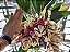 Stanhopea Tigrina Nigroviolacea - Tamanho 3 - Imagem 2