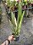 -PROMO- Laelia Purpurata Flamea - Adulta 493 - Imagem 2