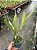 -PROMO- Laelia Purpurata Flamea - Adulta 493 - Imagem 3