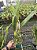 -PROMO- Laelia Purpurata Vinicolor - Adulta 416 - Imagem 3