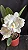 Cattleya Dolosa Semi Alba 'Kenny' - Adulta - Imagem 1