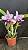 Cattleya Blue Boy 'Indigo Blue' - Adulta - Imagem 1