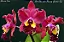 Blc. Chia Lin Beauty 'Golden Eye' - Adulta - Imagem 1