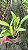 Lc. Excelsior "The Globe" FCC/RHS - Adulta - Imagem 3