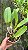 Lc. Excelsior "The Globe" FCC/RHS - Adulta - Imagem 4