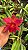 Slc. Mae Hawkins 'Miya' - Adulta - Imagem 1