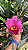 Blc. (Horace Maxima x Rolf Altenburg) - Adulta - Imagem 2
