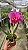 Blc. (Horace Maxima x Rolf Altenburg) - Adulta - Imagem 1