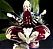 Stanhopea Tigrina Nigroviolacea - Adulta (Nao Confirmada) - Imagem 1