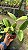 Cattleya Whitey Coerulea - Adulta - Imagem 3