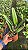 Cattleya Gigas Semi Alba Atropurpurea - Adulta - Imagem 2
