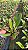 Cattleya Gigas Semi Alba Atropurpurea - Adulta - Imagem 3