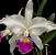Cattleya Gigas Semi Alba Atropurpurea - Adulta - Imagem 1