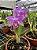Hoff. Rupestris x Laelia Alaori - Adulta - Imagem 1