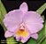 Cattleya Trianae Concolor 'Orion' - Adulta - Imagem 1
