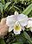 Cattleya Trianae Concolor 'Orion' - Adulta - Imagem 1