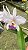 Cattleya Lueddemanniana Coerulea 2 - 3 Flores + Frente com Espata - Imagem 1