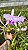 Cattleya Lueddemanniana Coerulea 3 - Bem Coerulea - Imagem 1
