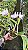 Cattleya Lueddemanniana Coerulea 5 - 2 Frentes com Flores (Otima Forma) - Imagem 3