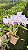 Cattleya Lueddemanniana Coerulea 5 - 2 Frentes com Flores (Otima Forma) - Imagem 1