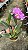 Blc. (William Farrel x Mini Song Petite) 1 - Cacho de Flores + Espata com Botao - Imagem 1
