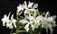 Cattleya Julio Conceicao - Tamanho 3 - Imagem 1