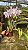 Cattleya Lueddemanniana Coerulea 1 - 3 Flores + 2 Frentes com Botoes - Imagem 1