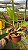Blc. Aqui Finn 'Nature Best' 2 - Espata com Botao - Imagem 2