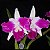 Blc. Aqui Finn 'Nature Best' 3 - Espata com Botao - Imagem 1