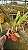 Blc. Aqui Finn 'Nature Best' 3 - Espata com Botao - Imagem 2