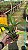 Pot. Egyptian Queen 4 - Vegetal - Imagem 2