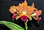 Pot. Egyptian Queen 4 - Vegetal - Imagem 1