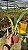 Cattleya Gaskeliana Coerulea x Purpurata Werkhauseri Coerulea 1 - Vegetal - Imagem 2