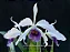 Cattleya Gaskeliana Coerulea x Purpurata Werkhauseri Coerulea 3 - Vegetal - Imagem 1
