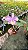 Cattleya (Loddigesii x Suzuki's Yellow Flare) 2 - 2 Flores - Imagem 1