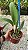 Blc. (Exotic Dream x Chia Lin) Red 3 - Vegetal - Imagem 2