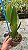 Blc. (Exotic Dream x Chia Lin) Red 5 - Vegetal - Imagem 2