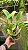 Lc. Chyong Guu Swan 'Ruby Lip' 2 - Vegetal 2 Plantas em 1 Vaso - Imagem 2