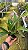 Bc. (Pastoral Innocence x Maikai Mayumi) 2 Flores Grandes + Vegetal Cheio - Imagem 2