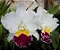 Lc. Mikkie Nagata 'Orchidlibrary' 1 - Botoes Gordos - Imagem 1
